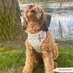 Cocopup Adjustable Neck Harnesses-Spring Plaid Adjustable Neck HARNESS