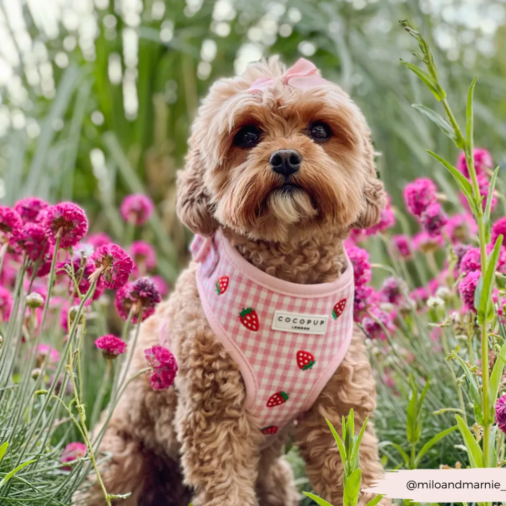 Cocopup Adjustable Neck Harnesses-Strawberry Picnic Pup Adjustable Neck HARNESS