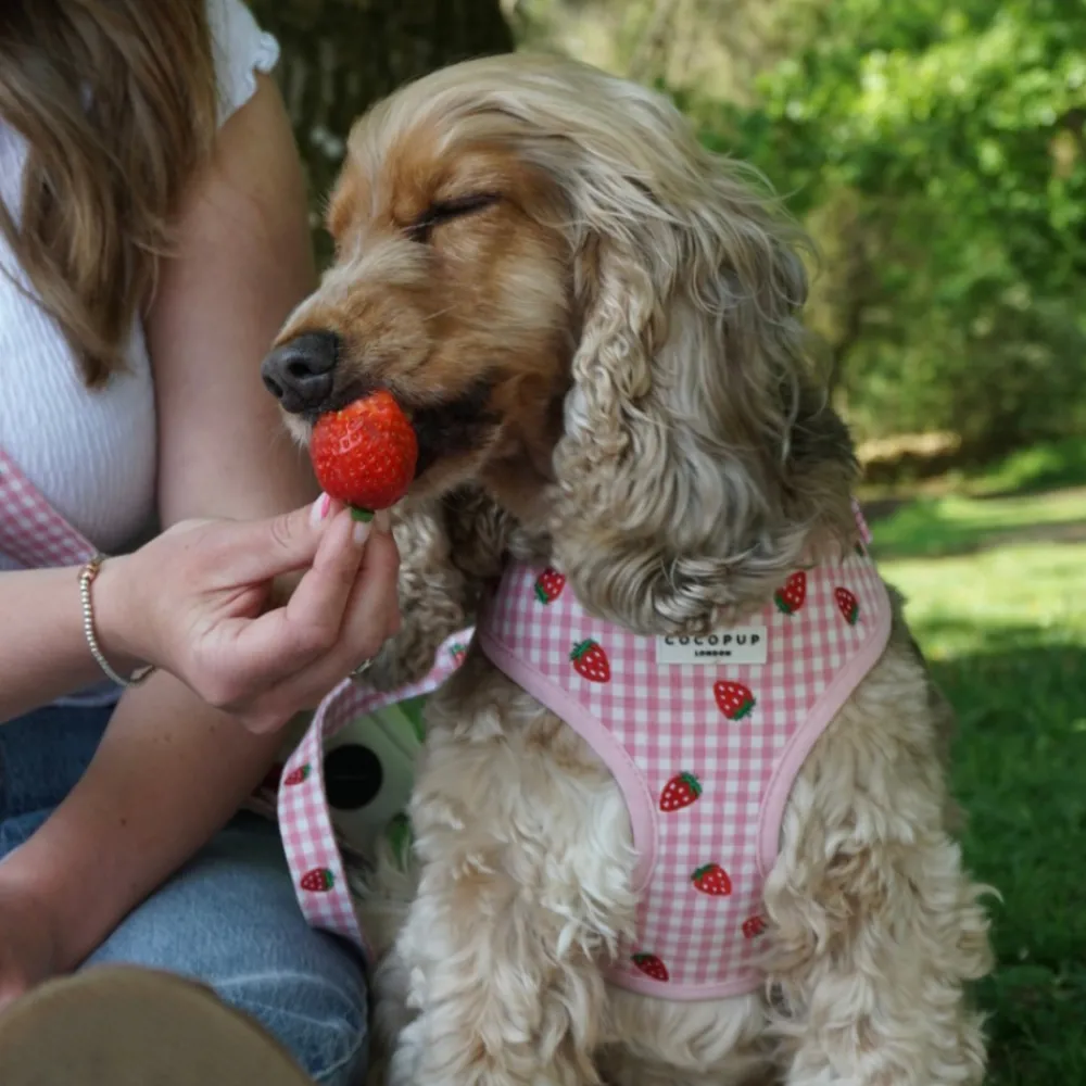 Cocopup Adjustable Harness Bundles-Strawberry Picnic Pup Adjustable Neck Harness, Lead & Collar Bundle