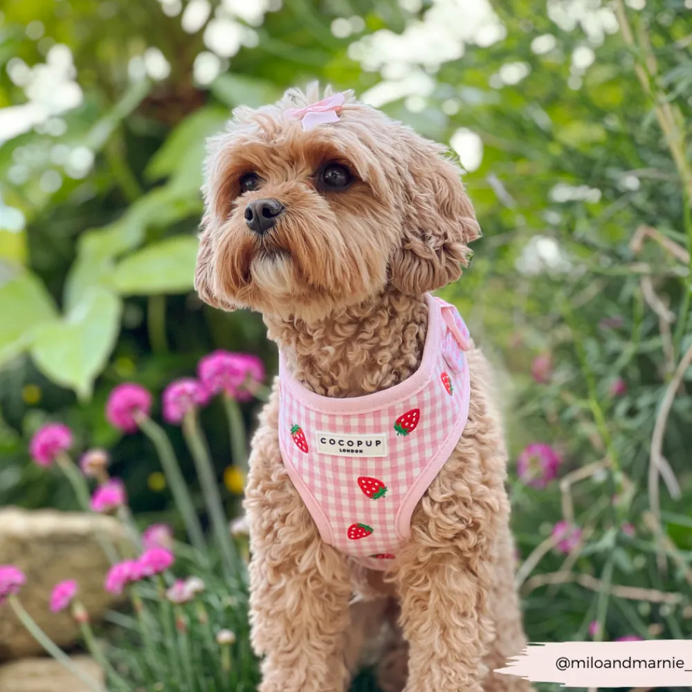 Cocopup Adjustable Harness Bundles-Strawberry Picnic Pup Adjustable Neck Harness, Lead & Collar Bundle