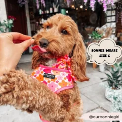 Cocopup Adjustable Harness Bundles-Summer Bloom Adjustable Neck Harness, Lead & Collar Bundle