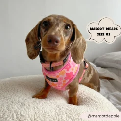 Cocopup Collars | Puppy Leads & Collars-Summer Bloom COLLAR
