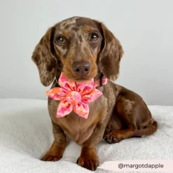 Cocopup Collar Flowers-Summer Bloom Collar Flower