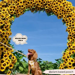 Cocopup Adjustable Harness Bundles-Sunflower Patch Adjustable Neck Harness, Lead & Collar Bundle
