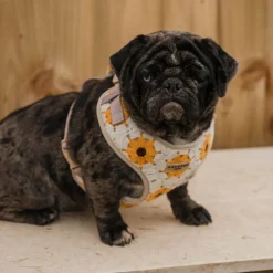Cocopup Adjustable Neck Harnesses-Sunflower Patch Adjustable Neck HARNESS