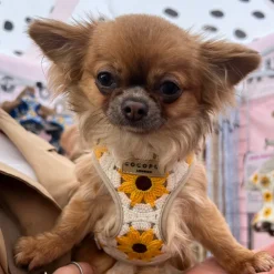 Cocopup Adjustable Harness Bundles-Sunflower Patch Adjustable Neck Harness, Lead & Collar Bundle