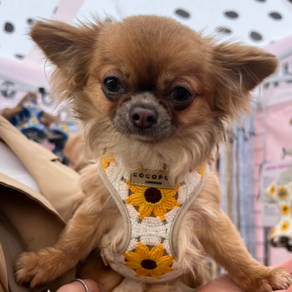 Cocopup Adjustable Harness Bundles-Sunflower Patch Adjustable Neck Harness, Lead & Collar Bundle