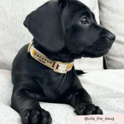 Cocopup Collars | Puppy Leads & Collars-Sunflower Patch COLLAR