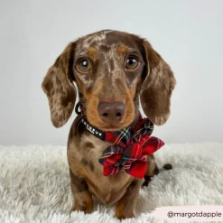 Cocopup Collar Flowers-Tartan Collar Flower