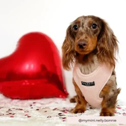 Cocopup Adjustable Neck Harnesses-Teddy Adjustable Neck HARNESS- Love-a-Lot