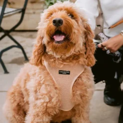 Cocopup Adjustable Neck Harnesses-Teddy Adjustable Neck HARNESS - Rupert