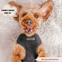 Cocopup Adjustable Harness Bundles-Teddy Baloo Adjustable Neck Harness, Lead & Collar Bundle