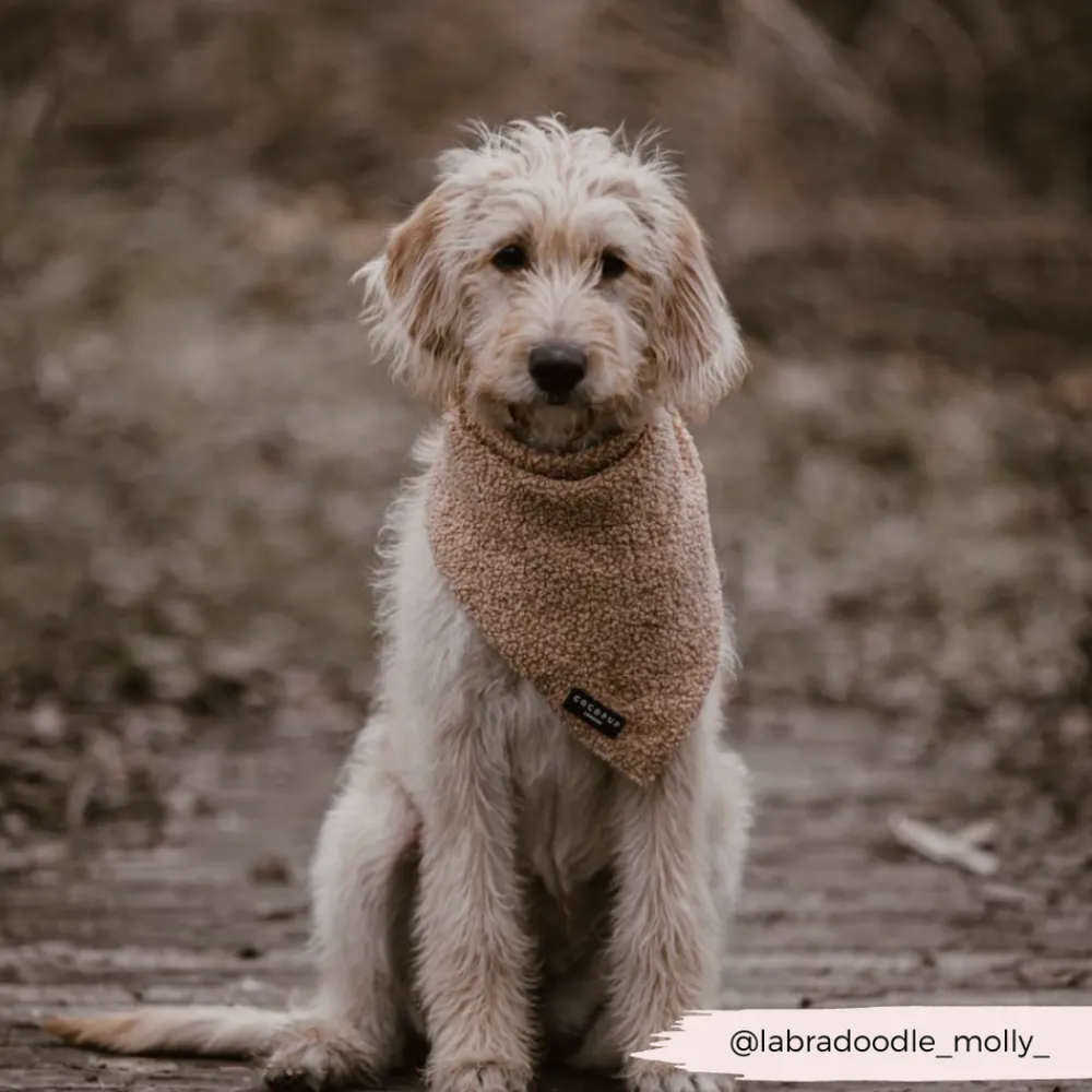 Cocopup Bandanas-Teddy Bandana - Rupert