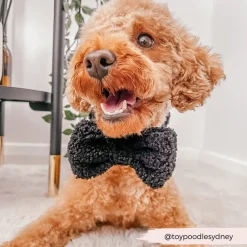 Cocopup Bow Ties-Teddy Bow Tie - Baloo