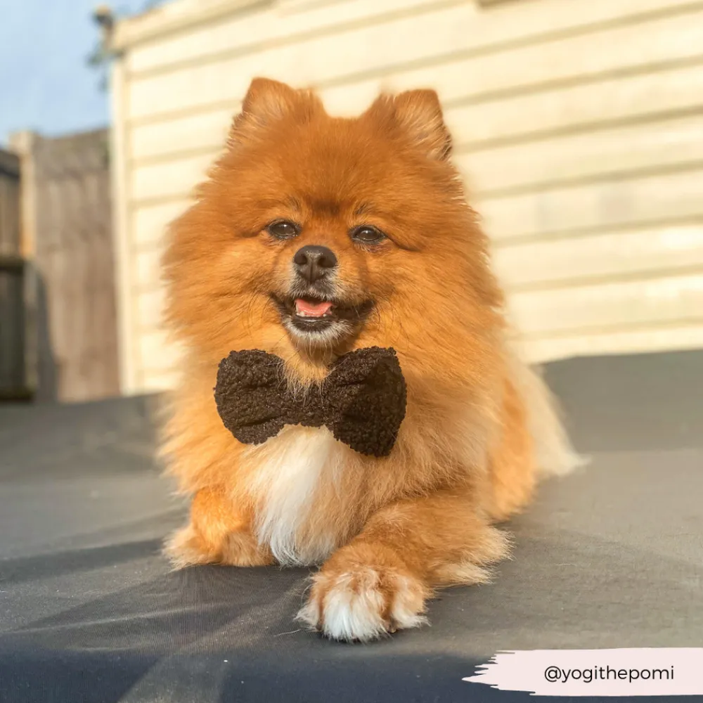 Cocopup Bow Ties-Teddy Bow Tie - Baloo