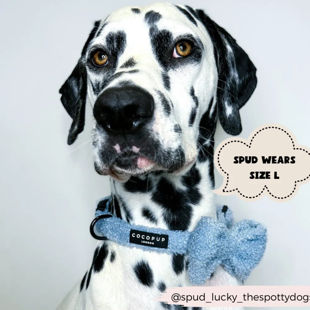 Cocopup Bow Ties-Teddy Bow Tie - Daydream