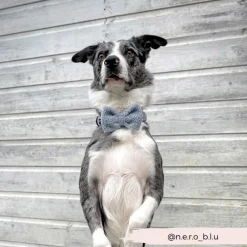 Cocopup Bow Ties-Teddy Bow Tie - Daydream