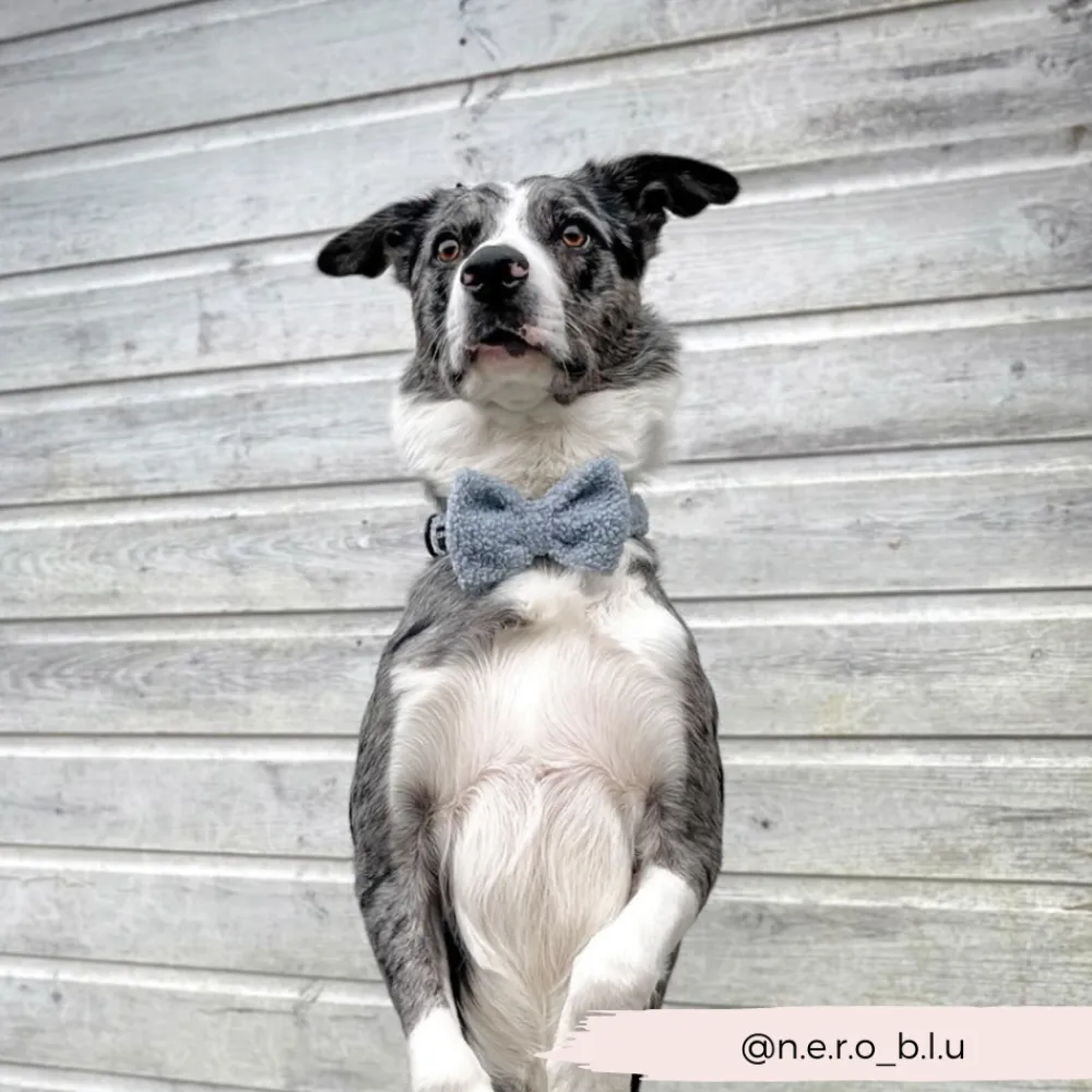 Cocopup Bow Ties-Teddy Bow Tie - Daydream