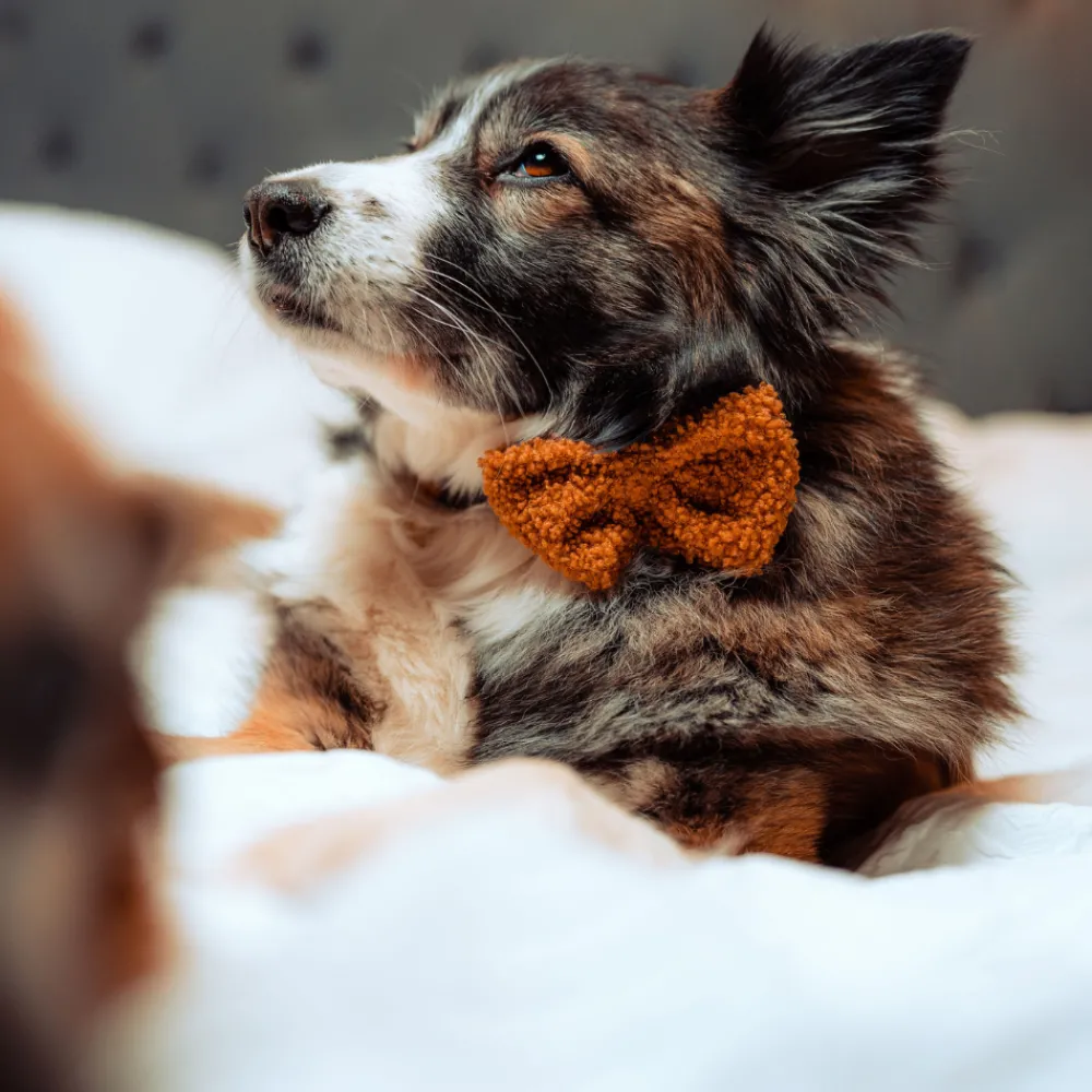Cocopup Bow Ties-Teddy Bow Tie - Paddington