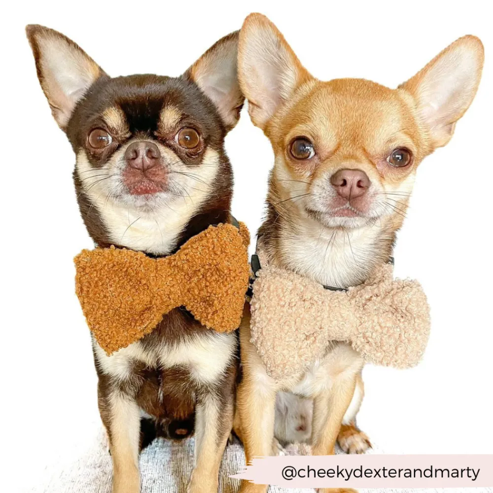 Cocopup Bow Ties-Teddy Bow Tie - Paddington