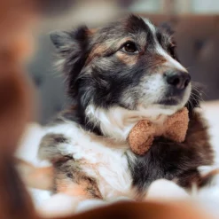 Cocopup Bow Ties-Teddy Bow Tie - Rupert