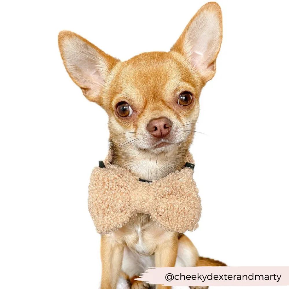 Cocopup Bow Ties-Teddy Bow Tie - Rupert