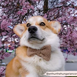 Cocopup Bow Ties-Teddy Bow Tie - Rupert
