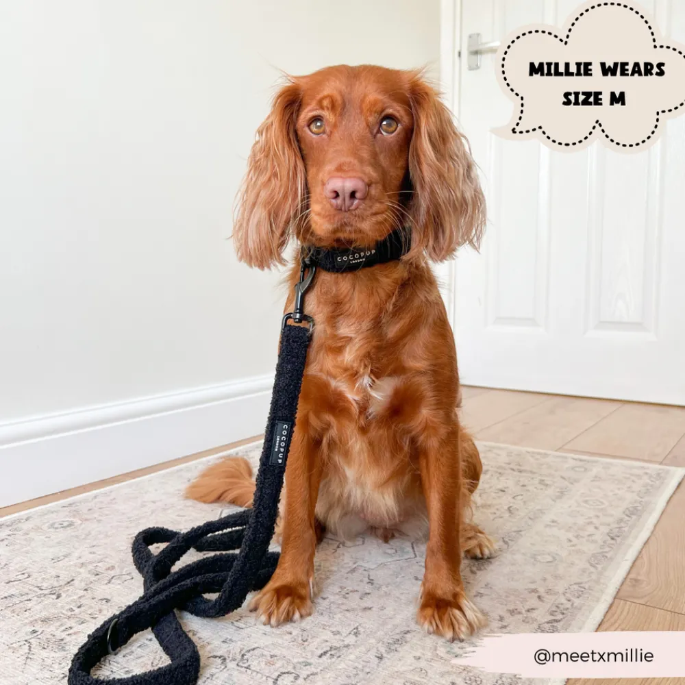 Cocopup Collars | Puppy Leads & Collars-Teddy COLLAR - Baloo