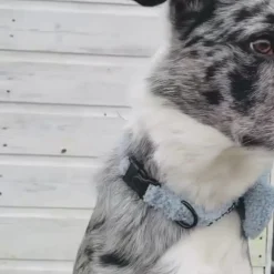 Cocopup Collars | Puppy Leads & Collars-Teddy COLLAR - Daydream