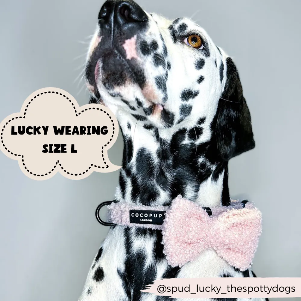 Cocopup Collars | Puppy Leads & Collars-Teddy COLLAR - Love-a-Lot