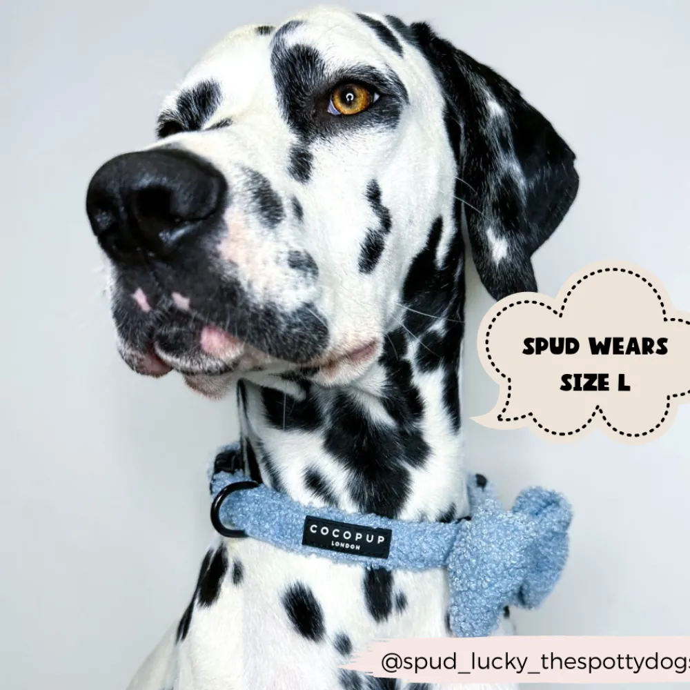 Cocopup Adjustable Harness Bundles-Teddy Daydream Adjustable Neck Harness, Lead & Collar Bundle