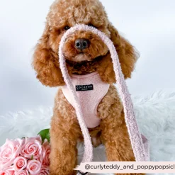 Cocopup Leads-Teddy Lead - Love-a-Lot