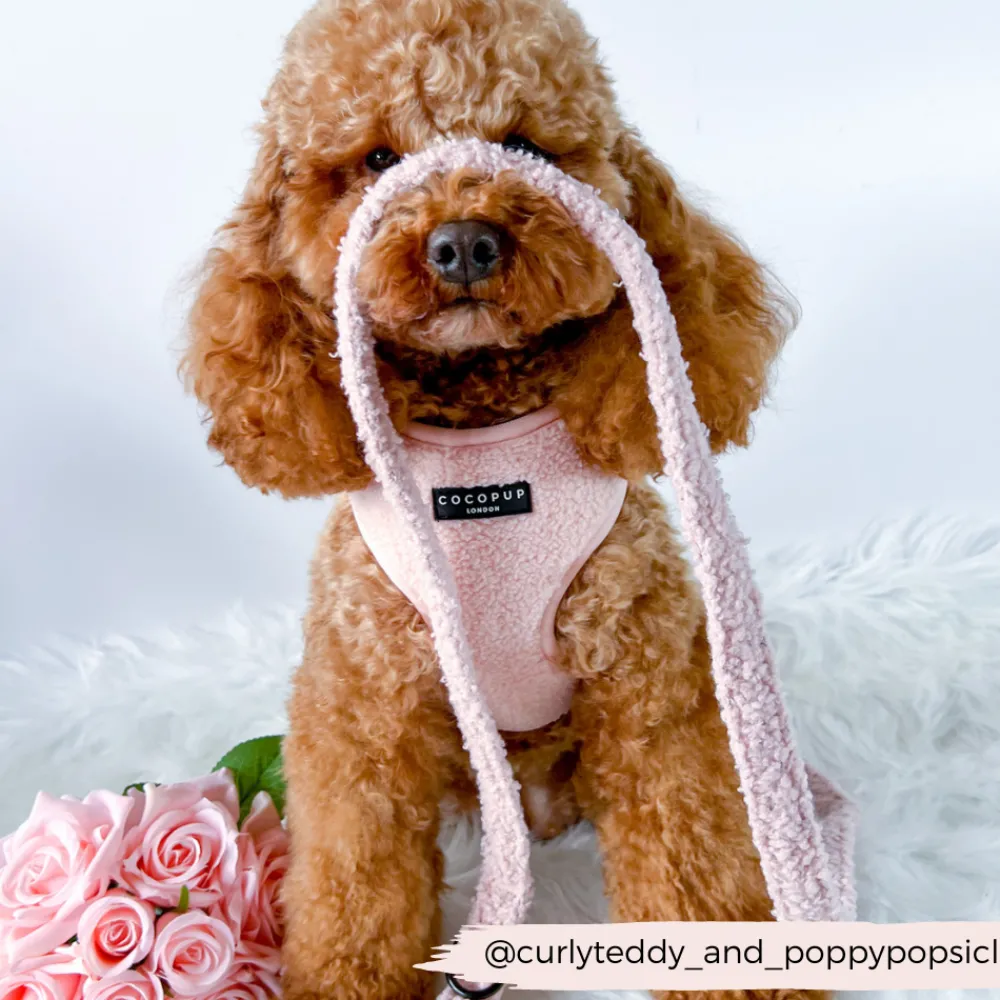 Cocopup Leads-Teddy Lead - Love-a-Lot