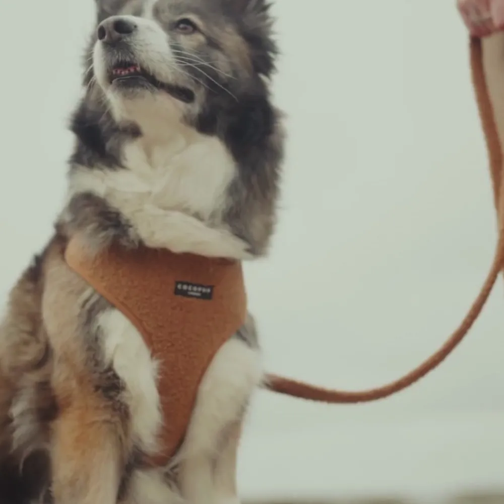 Cocopup Leads-Teddy Lead - Paddington