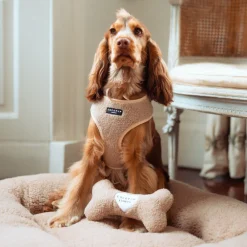 Cocopup Bone Toys 🦴-Teddy Rupert Bone Toy
