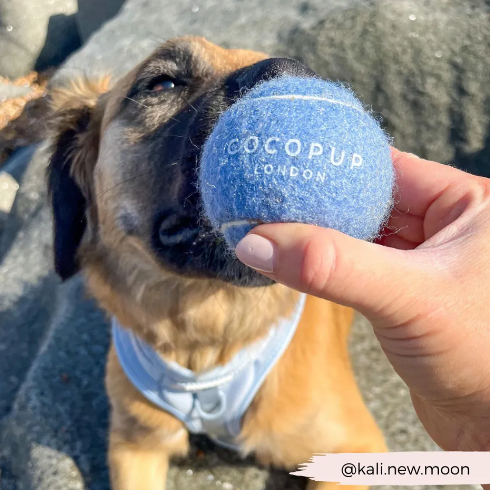 Cocopup Rucksack Accessories | Tennis Balls-Tennis Ball - Ballin' Blue