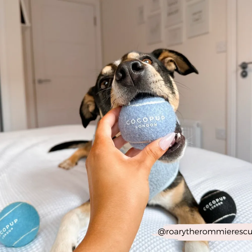 Cocopup Rucksack Accessories | Tennis Balls-Tennis Ball - Ballin' Blue