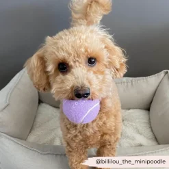 Cocopup Rucksack Accessories | Tennis Balls-Tennis Ball - Lively Lilac
